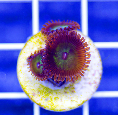 AAF Premium Candy Apple Palythoas