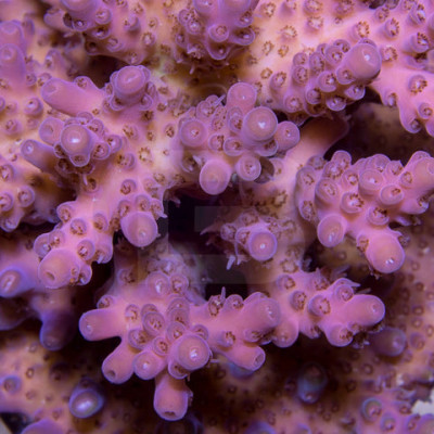 Pink Stelleton Bones