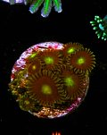 Golden Eye Zoa