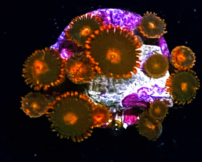 Orange Zoas