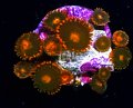Orange Zoas