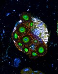 Circus Zoas