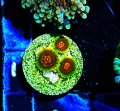 Scarlet Fever Zoas