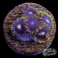 Blueberry Fields Zoanthid