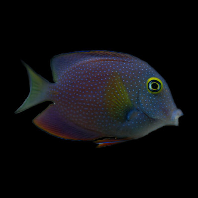 Square Tail Bristletooth Tang