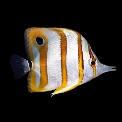 Copperband Butterflyfish
