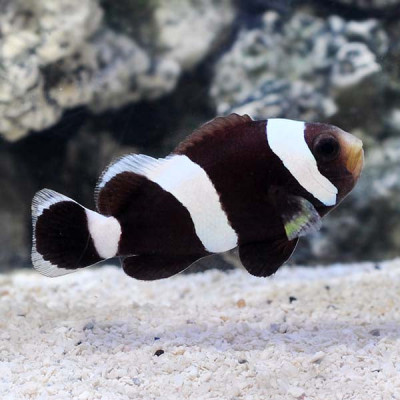 Wild Caught Black Saddleback Clownfish