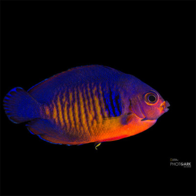 Coral Beauty Angelfish