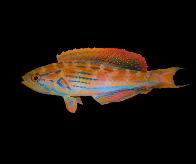 Male Madagascar Flasher Wrasse