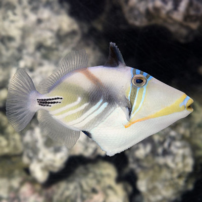 Picasso Triggerfish