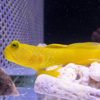 Yellow Watchman Goby