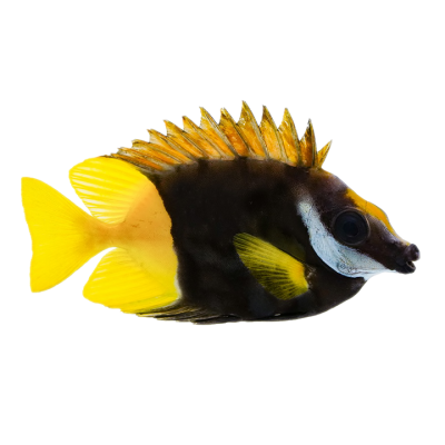 Bicolor Foxface