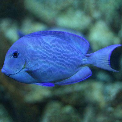 Atlantic Blue Tang