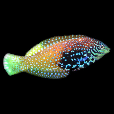 Female Blue Star Leopard Wrasse