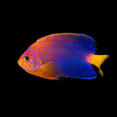 Interruptus Angelfish