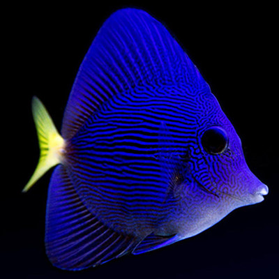 Captive Bred Purple Tang