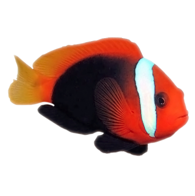 Captive Bred Cinnamon Clownfish