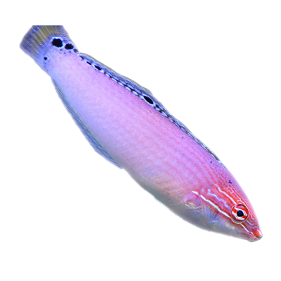 Triplespot Wrasse