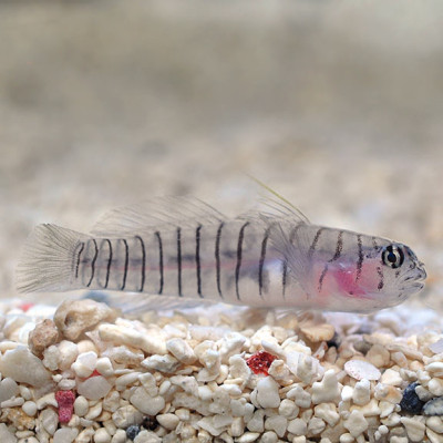 Captive Bred Tiger Goby