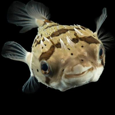 Spot-fin Porcupine Puffer
