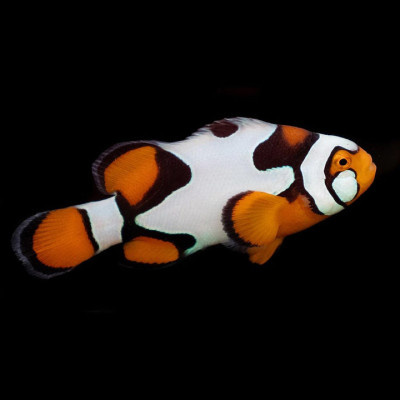 Premium Picasso Clownfish