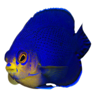 Pygmy Cherub Angelfish