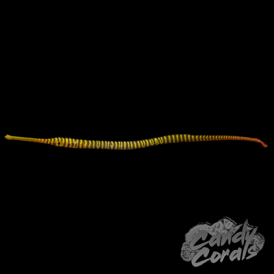 Captive Bred Yellow Multibanded Pipefish