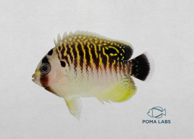 Captive bred Tiger Angelfish