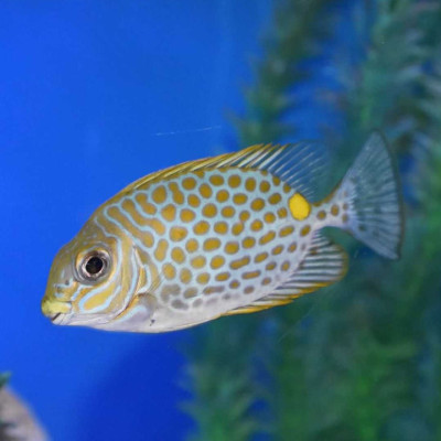 Captive Bred Yellow Blotch Rabbitfish