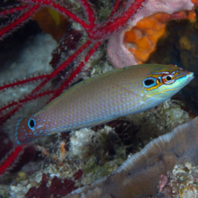 Earmuff Wrasse