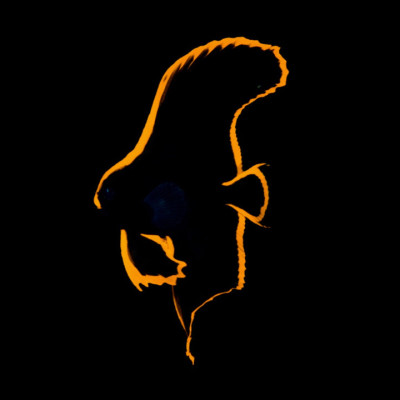 Captive Bred Juvenile Pinnate Batfish