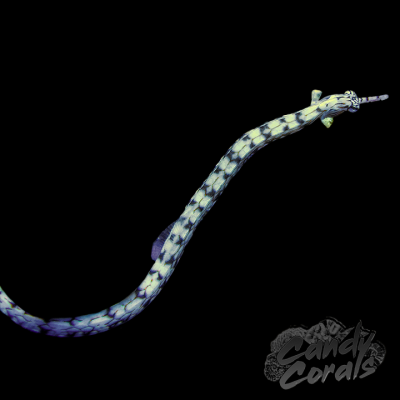 Dragonface Pipefish