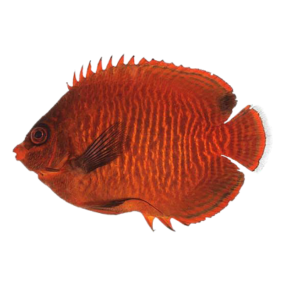 Captive Bred Golden Angelfish