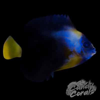 Captive Bred Hybrid Maze/Personifer Angelfish