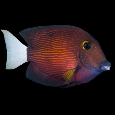 White Tail Bristletooth Tang