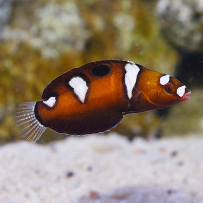 Juvenile Queen Coris Wrasse
