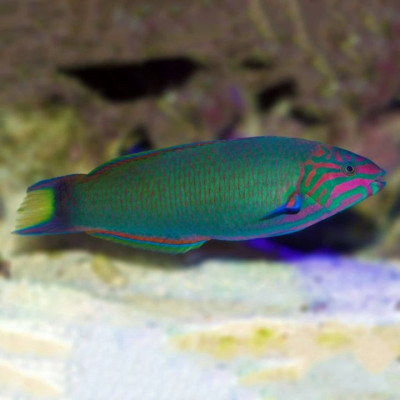Lunare Wrasse
