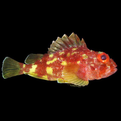 Yellowspotted Scorpionfish