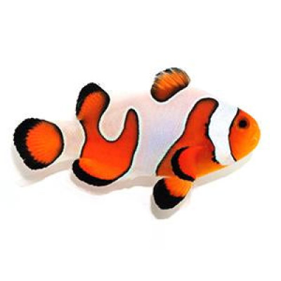 Extreme Gladiator Oscellaris Clownfish