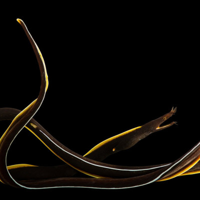 Black Ribbon Eel