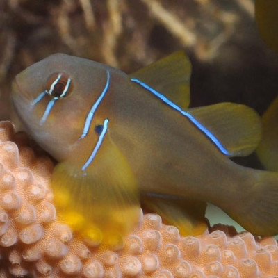 Citron Clown Goby
