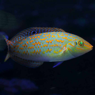 Timor Wrasse