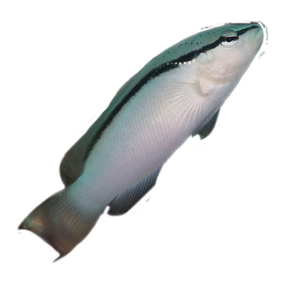 Black Stripe Dottyback