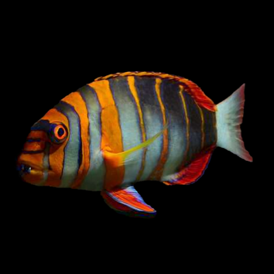 Australian Harlequin Tusk