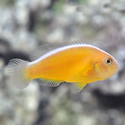 Captive Bred Orange Skunk Clownfish