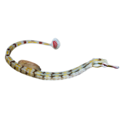 Red Tail Dragonface Pipefish