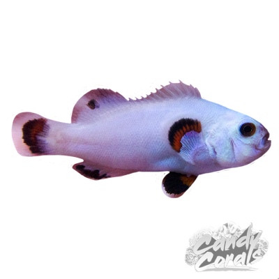 Snow Storm Clownfish