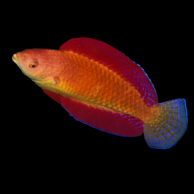 Red Fin Fairy Wrasse