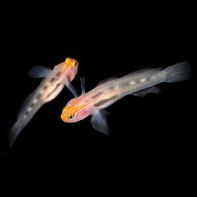 Wild Caught Red Head Goby