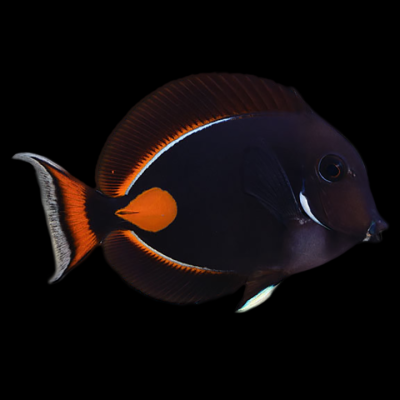Achilles Tang